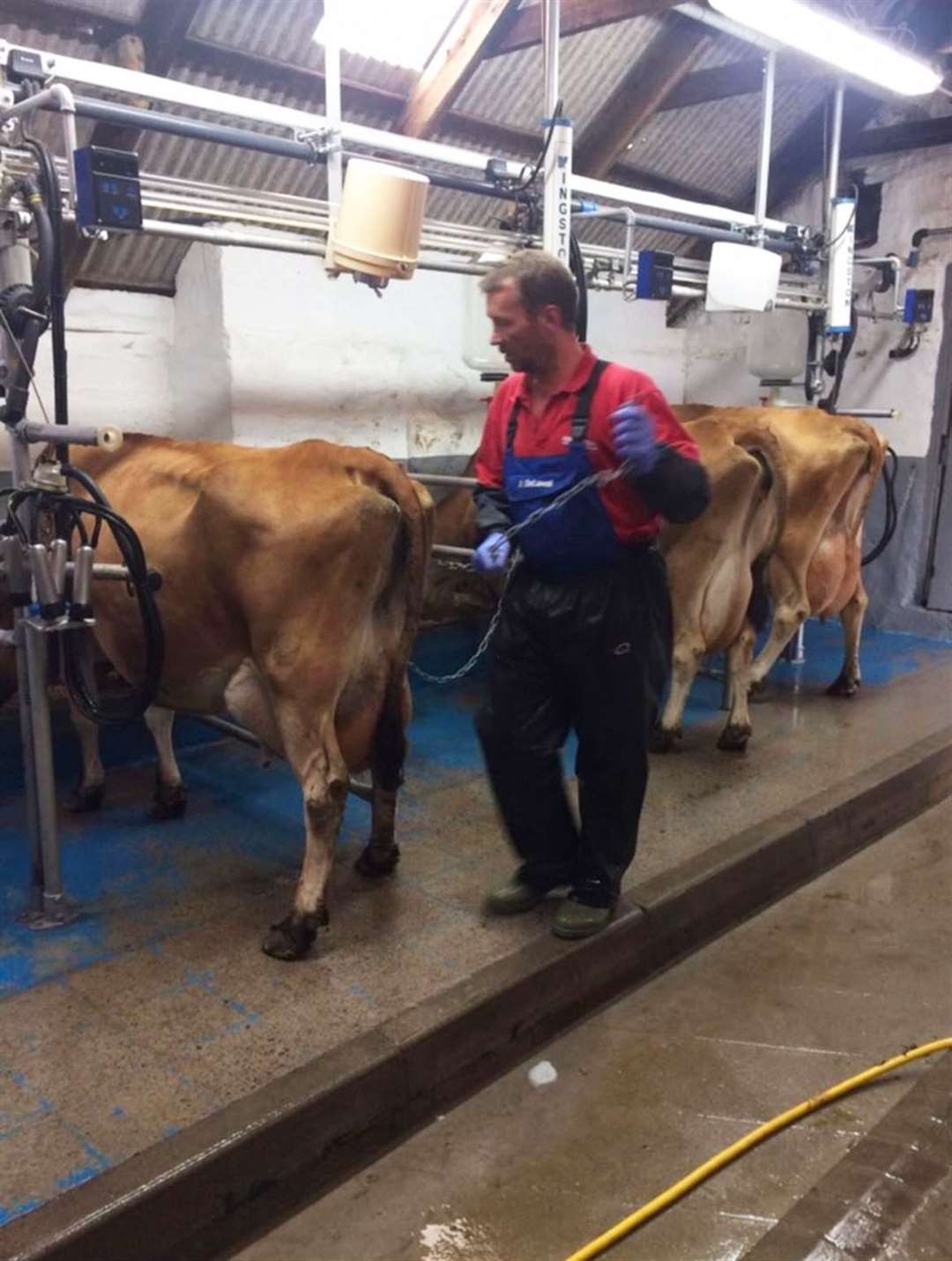 David Campbell in the milking parlour.