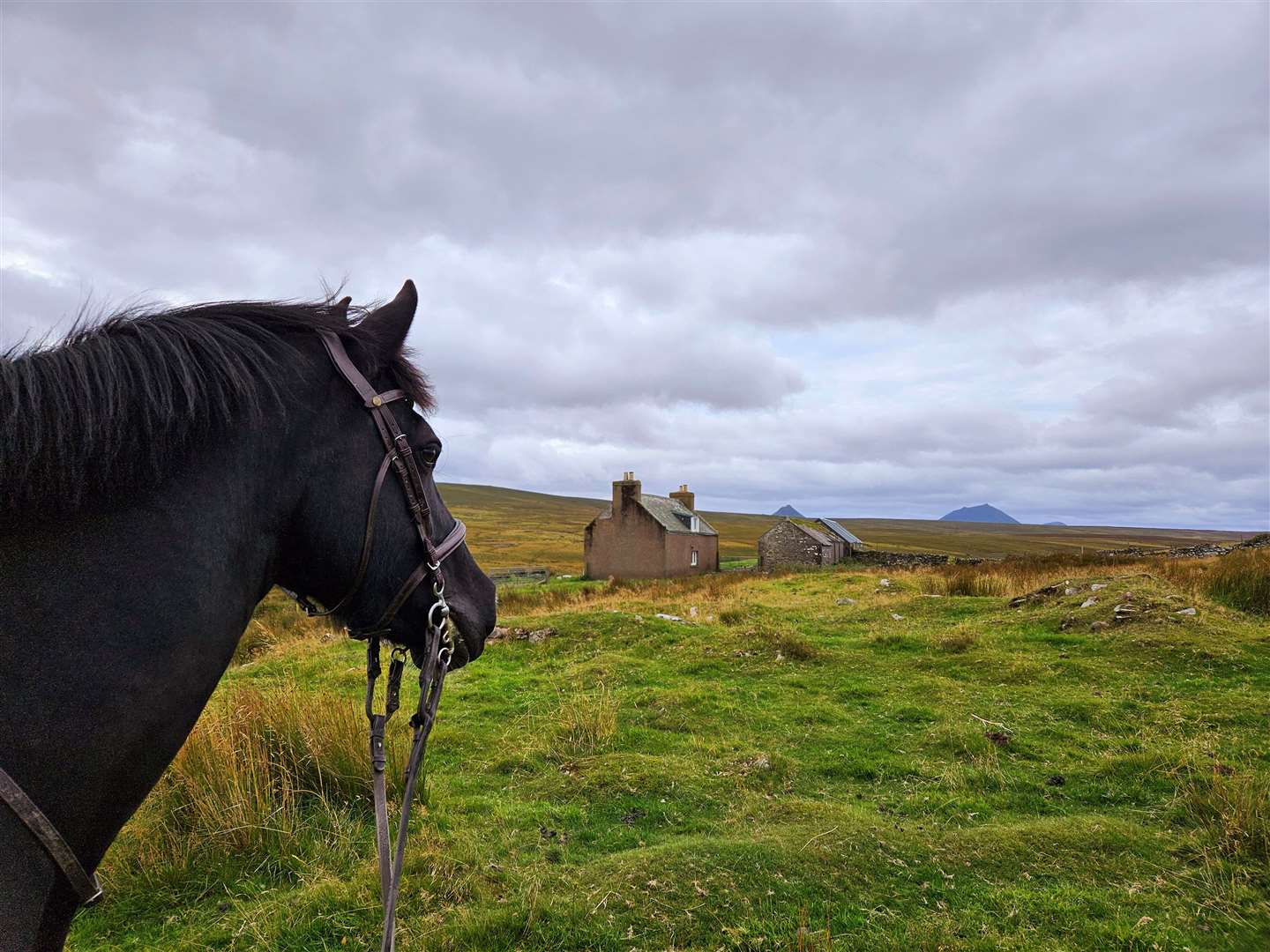 A photo taken by Jane while out gathering inspiration with her horse, Fudge.
