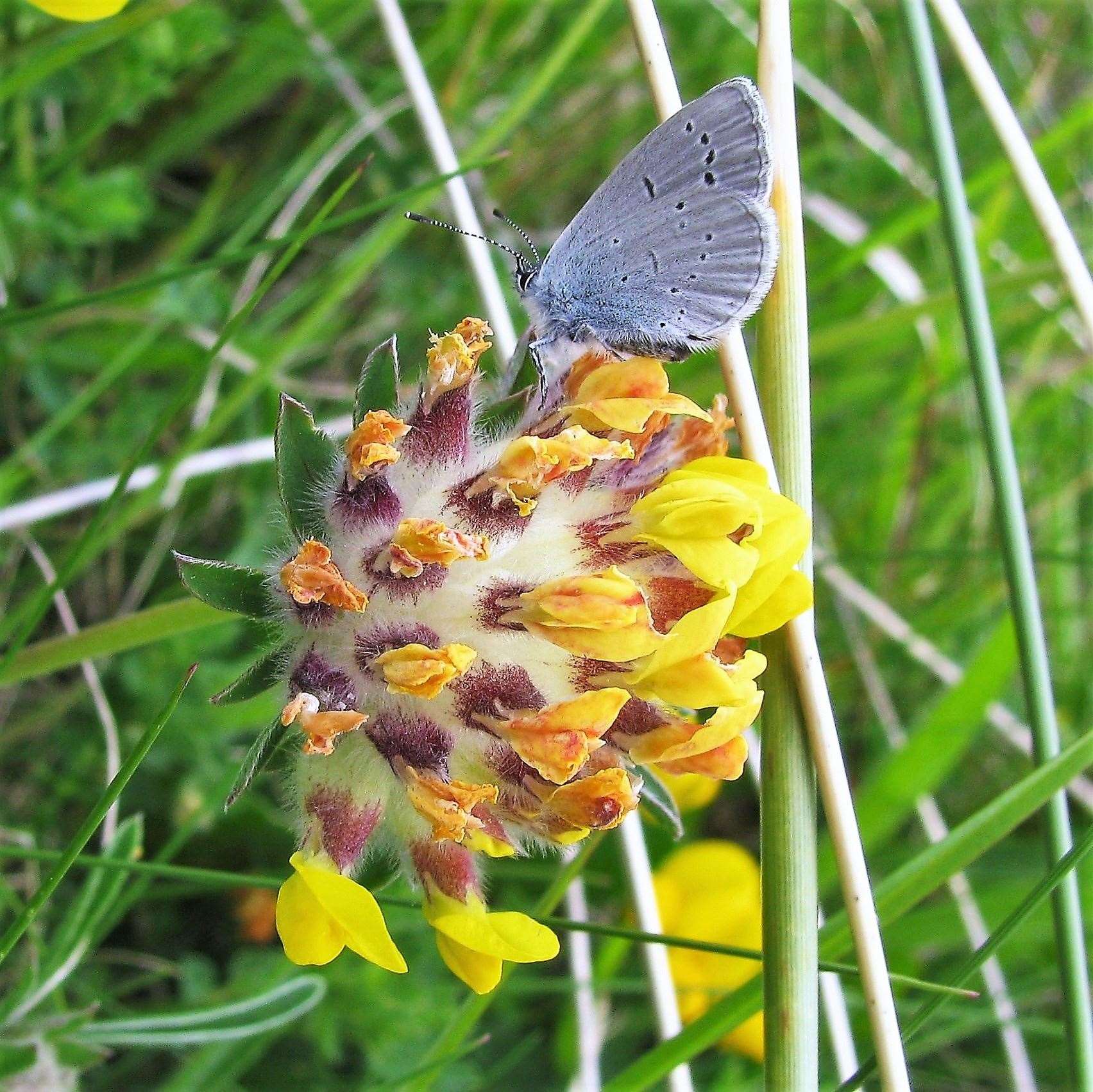 Small blue butterfly feeding on kidney vetch at a location in Caithness.
