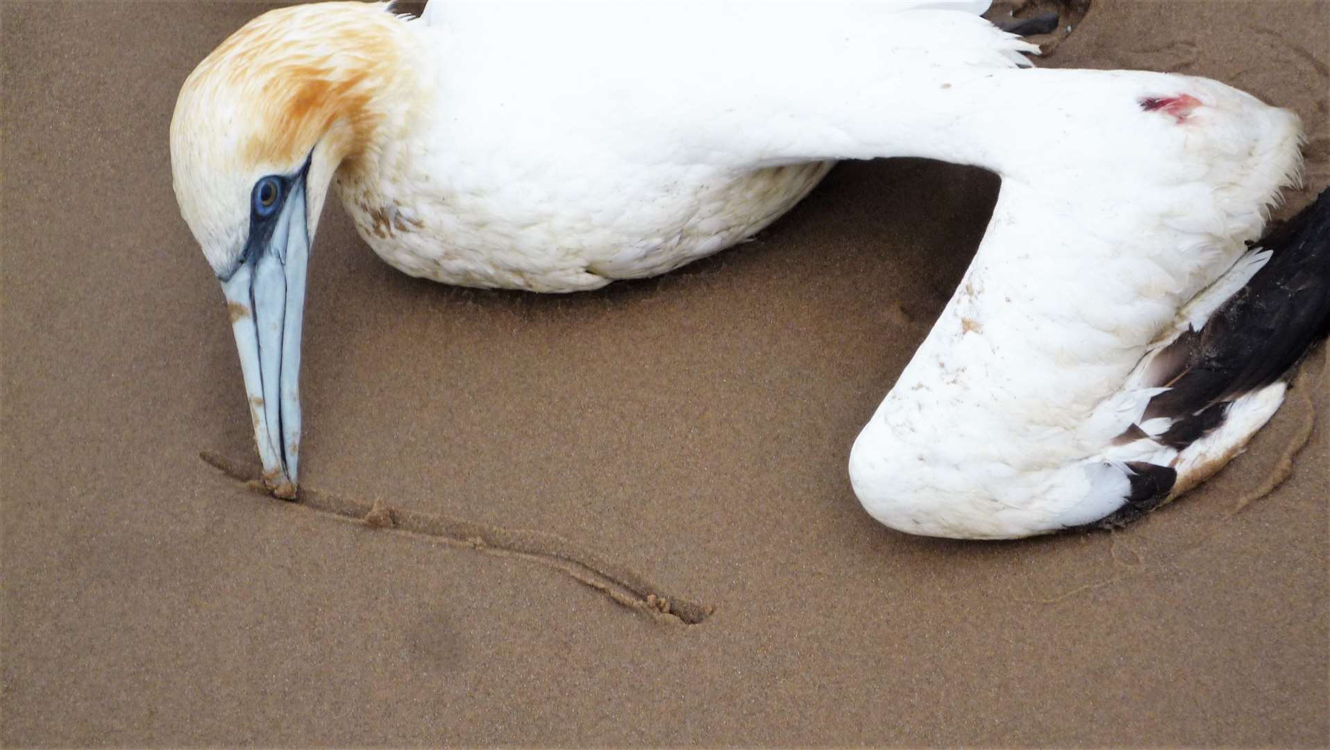 A gannet at Keiss beach draws a line in the sand with its beak in its final moments. Picture: DGS