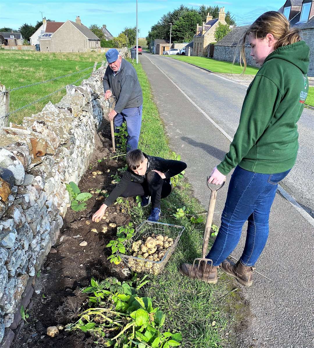 Busy picking terrace tatties are veteran volunteer Henry Henderson along with Taylor and Dylan Forbes, Reay Youth Club members.