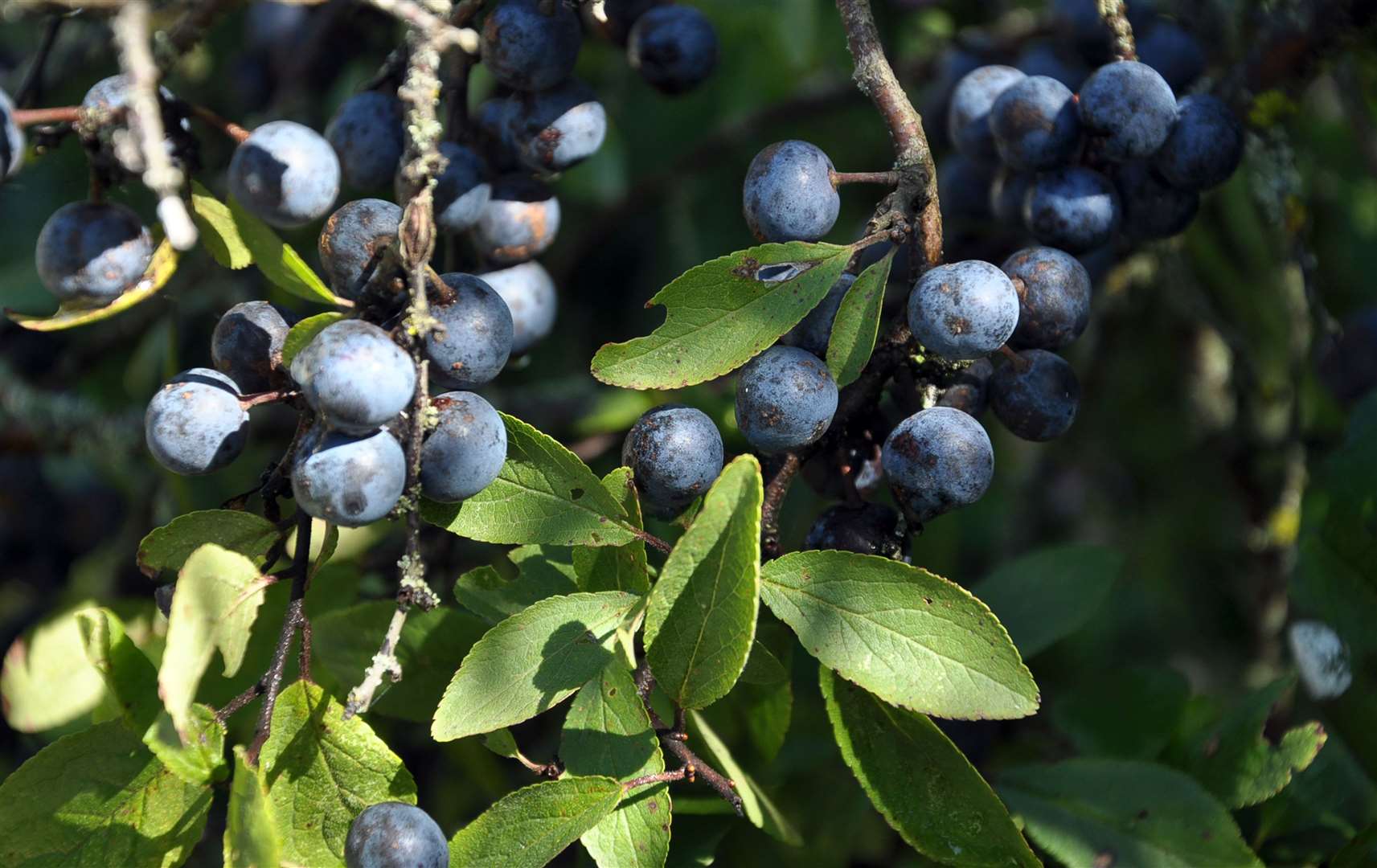 Blackthorn was associated with evil spirits in the Highlands.