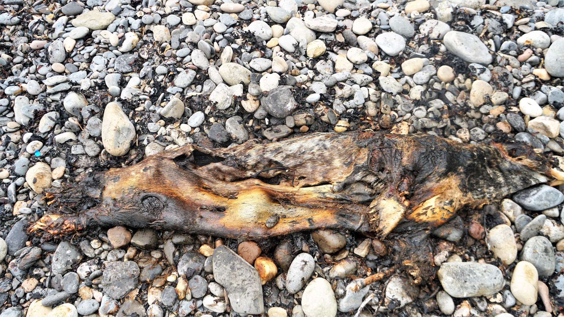A seal carcass was also on the beach. The association of avian viruses with influenza outbreaks in seals suggests that 'transmission of avian viruses to seals' is occurring in nature, said one study. Picture: DGS