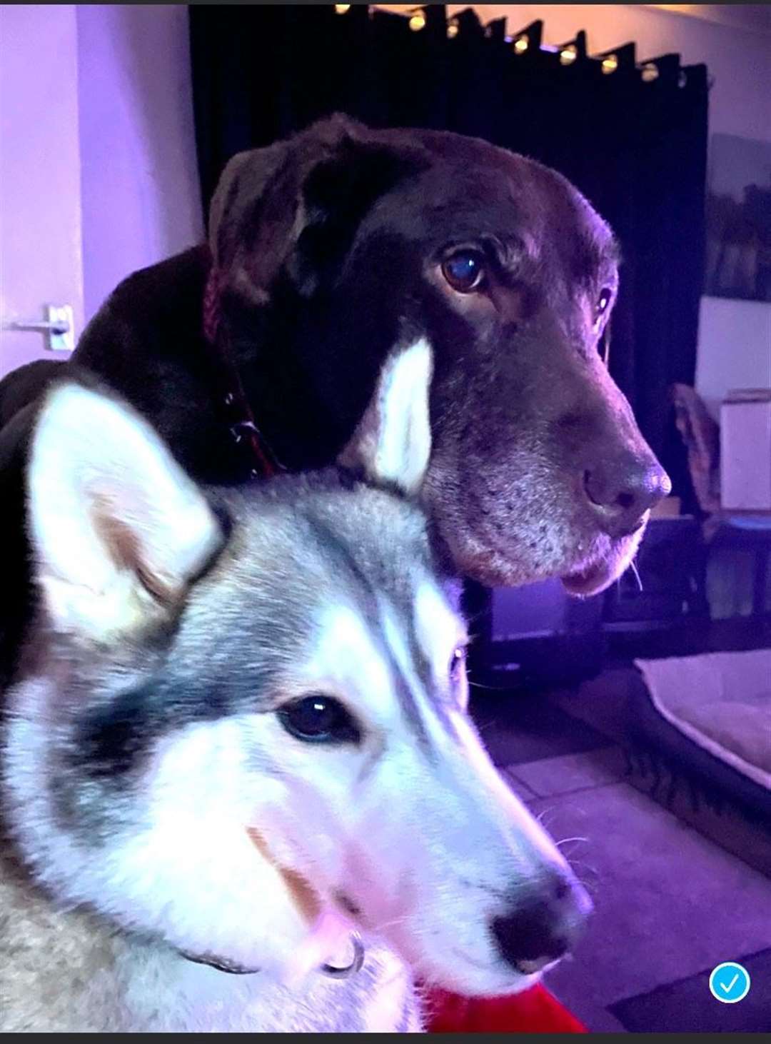 Shadow's owner said she took this picture of the chocolate Lab with husky Riley 30 minutes before the Librela injection. She claims that the dog became ill soon after taking the arthritis medication.