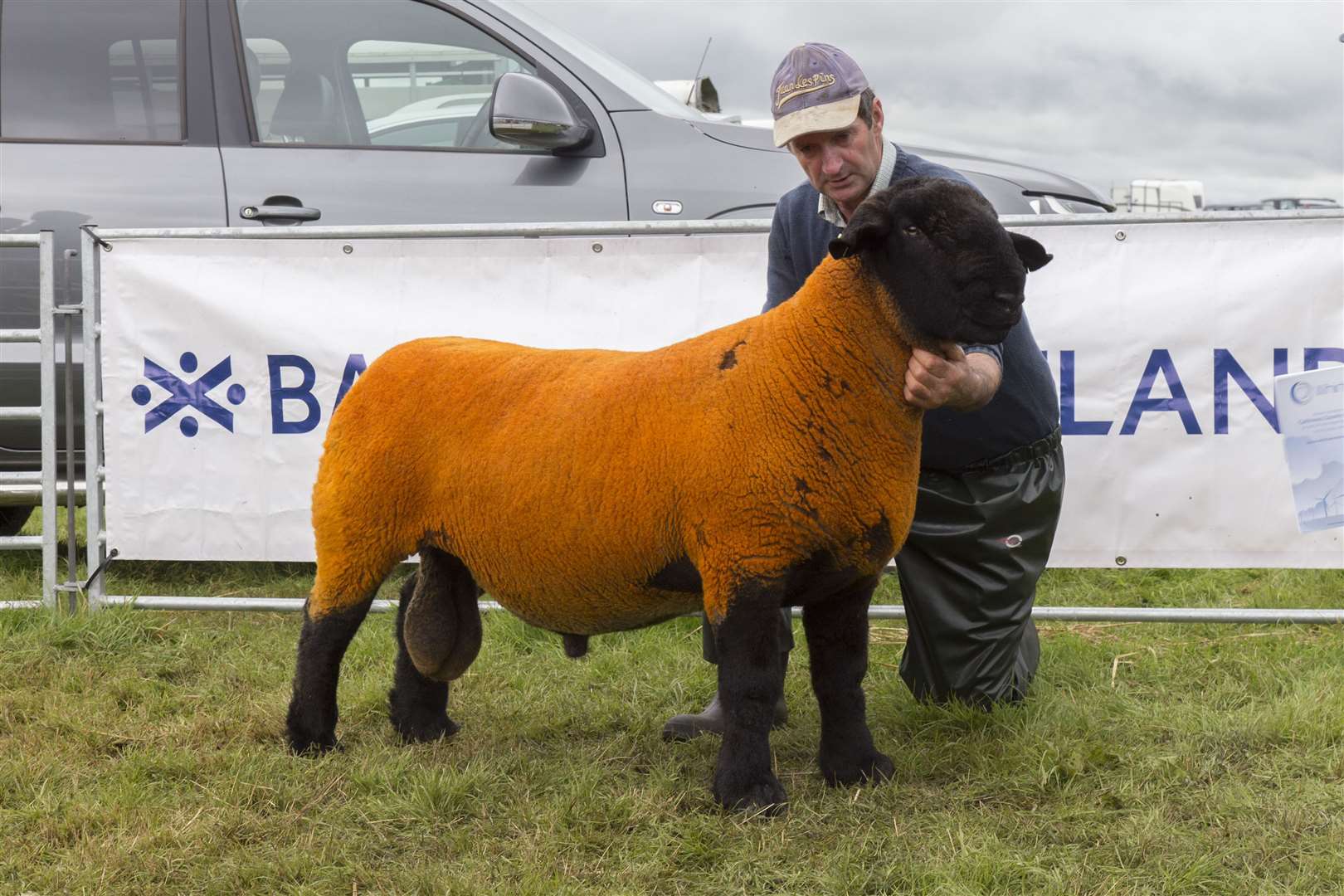J B & L Swanson, East Murkle, with the champion Suffolk, a shearling tup. Picture: Ann-Marie Jones / Northern Studios