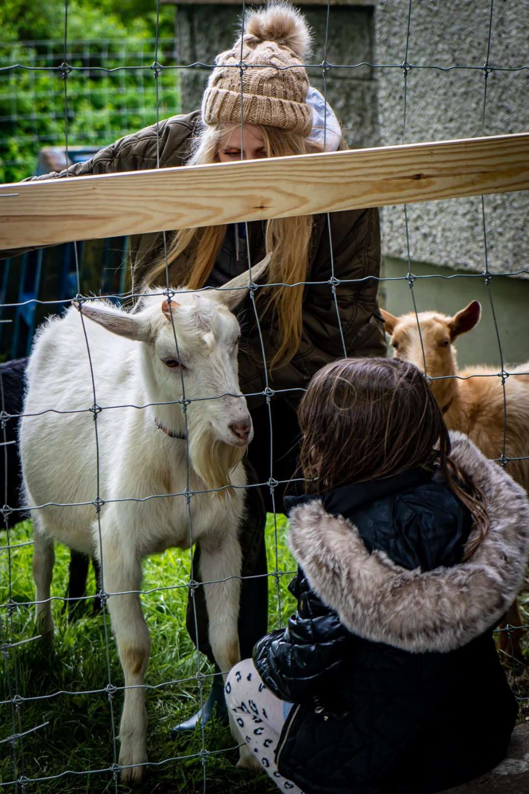 The goats proved popular with the younger visitors. Picture: Richard Lawrence