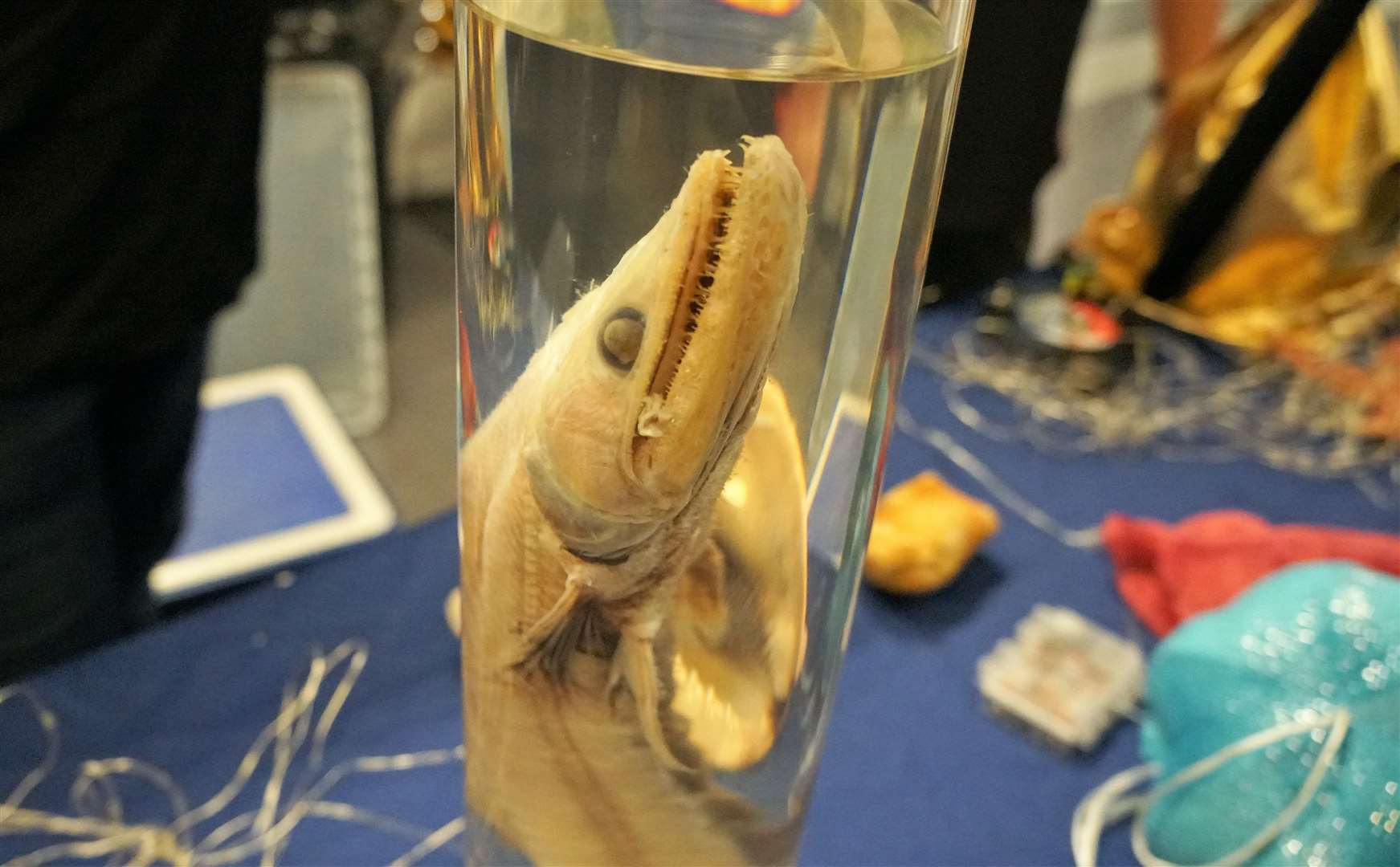 One of the exhibits from the Dynamic Earth team was this predatory fish called Bathysaurus ferox or Deepsea Lizardfish. It lives at over 3000ft under the sea and can go for months at a time without eating by going into a state of hibernation. Picture: DGS