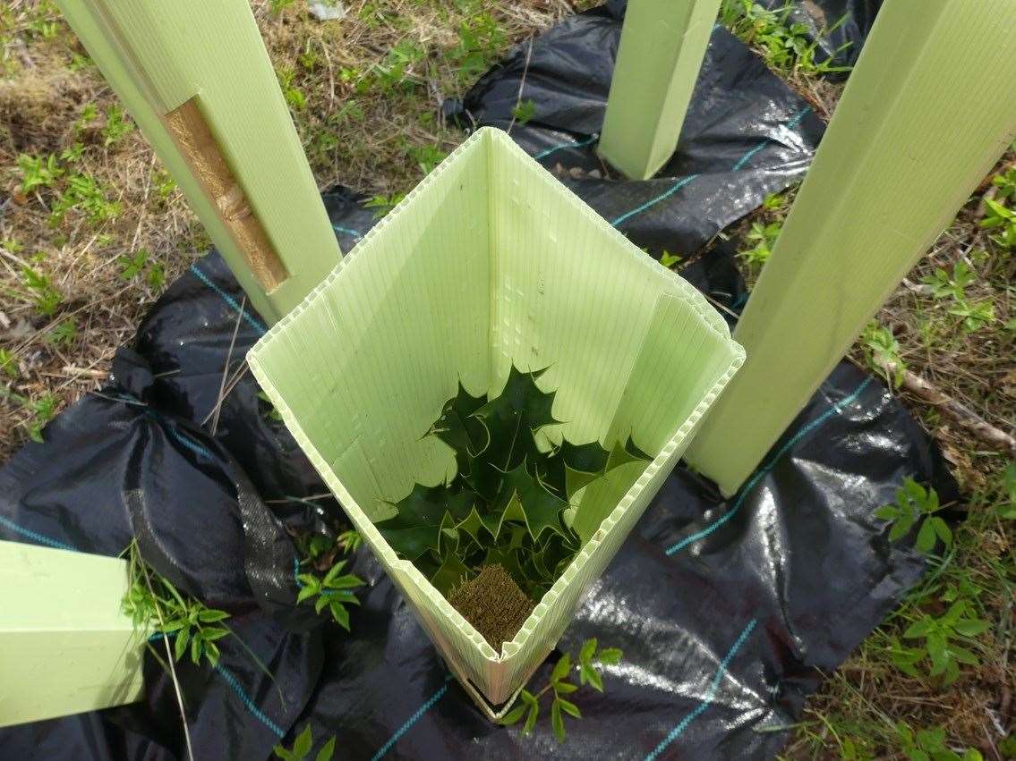 Biodegradable tree shelters and mulch mats have been used instead of plastic, as a more environmentally friendly option to protect the saplings.