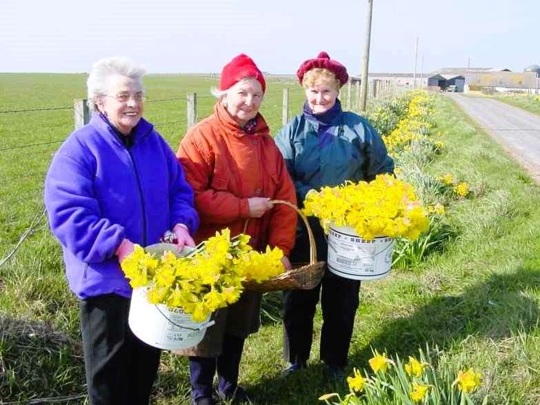 The late Margaret Clyne, at centre, along with two friends collecting daffodils.