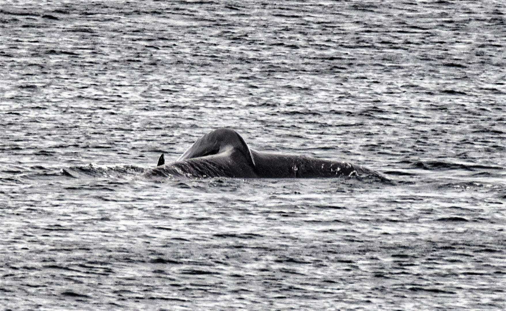 Humpback whale seen at Achastle shore on Wednesday evening. Picture: Andy Knight