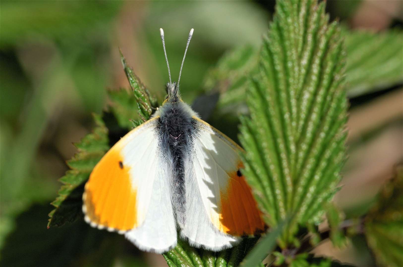 Orange-tip butterfly. Picture: ©Lorne Gill