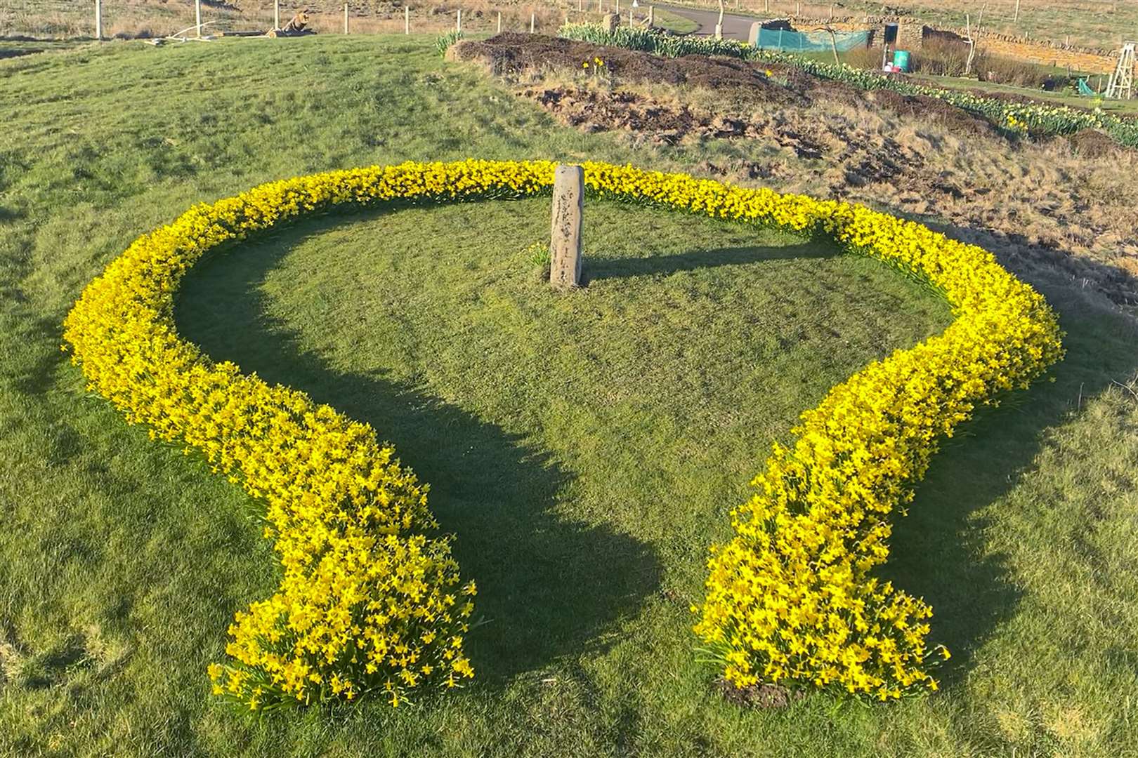 The horse-shoe shaped memorial garden with its daffodils and standing stone