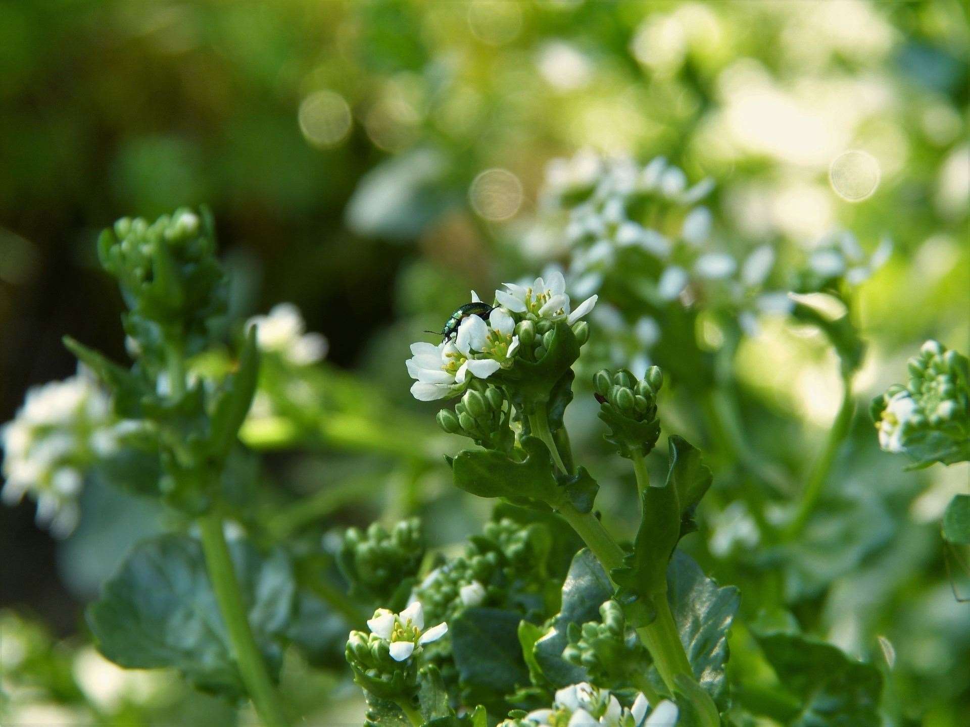 Scurvy grass has a strong flavour but has many uses.