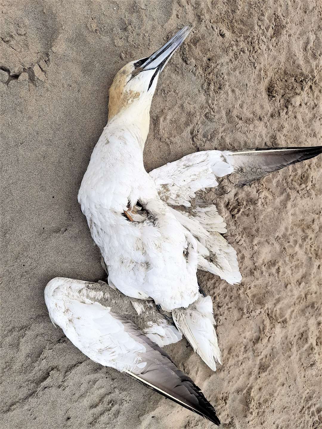 A dead gannet found by Allan and Dorcas Sinclair on Dunnet beach this week. Pictures: Dorcas Sinclair