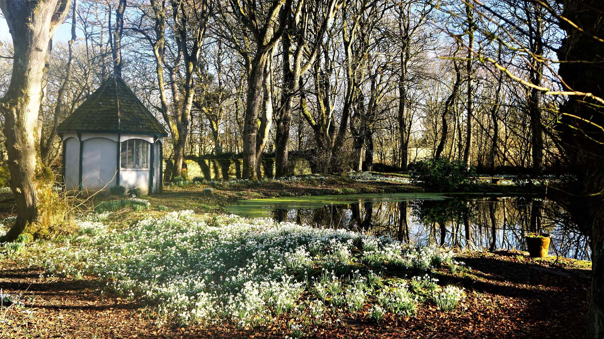Snowdrop Day at Thrumster House. Many of the flowers were planted throughout the woods by the late Lady Jessamine Harmsworth. Picture: DGS