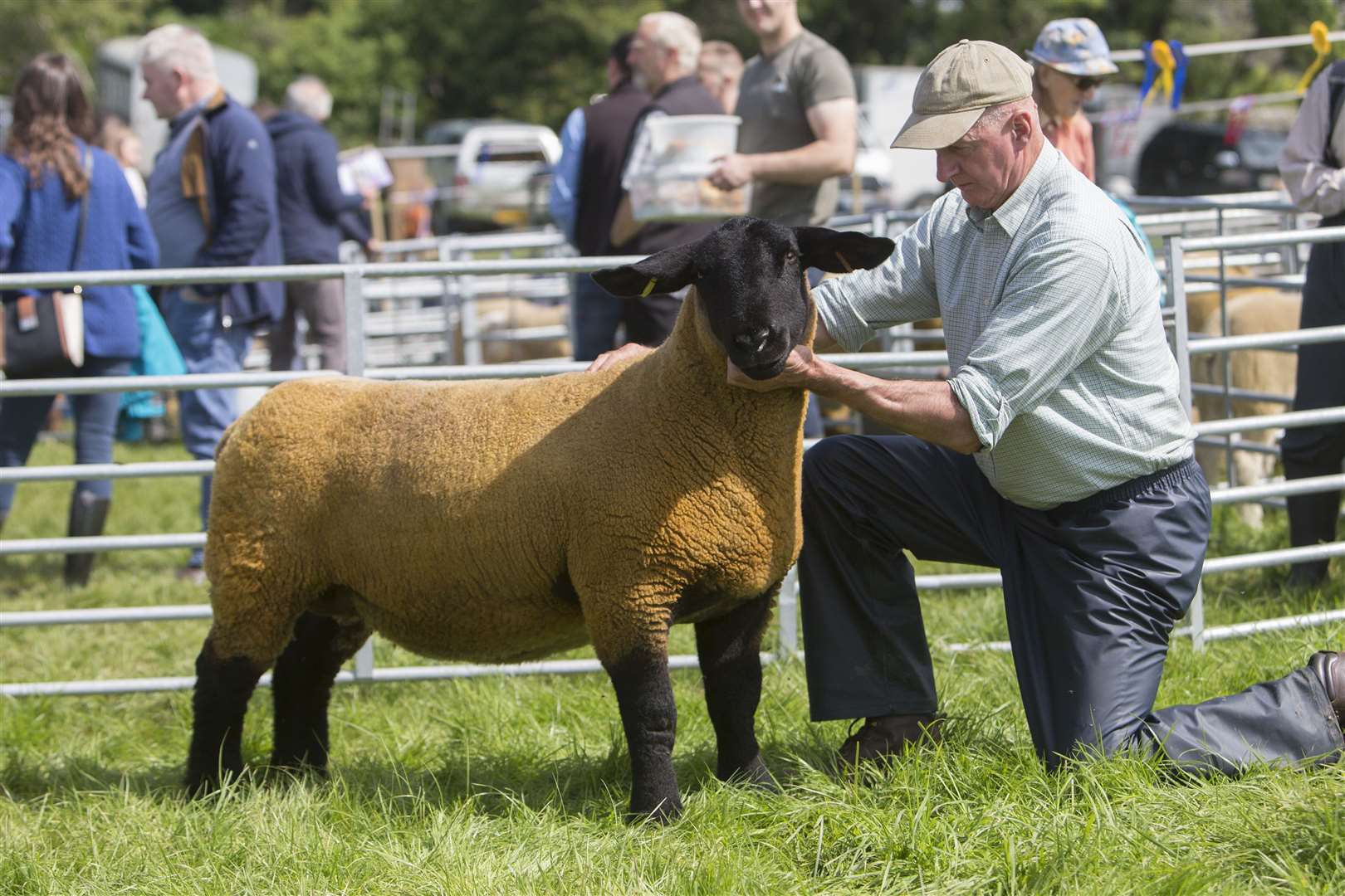 Bruce Swanson, East Murkle, with his champion Suffolk, a three-crop ewe by Landale Crusader. Picture: Robert MacDonald / Northern Studios
