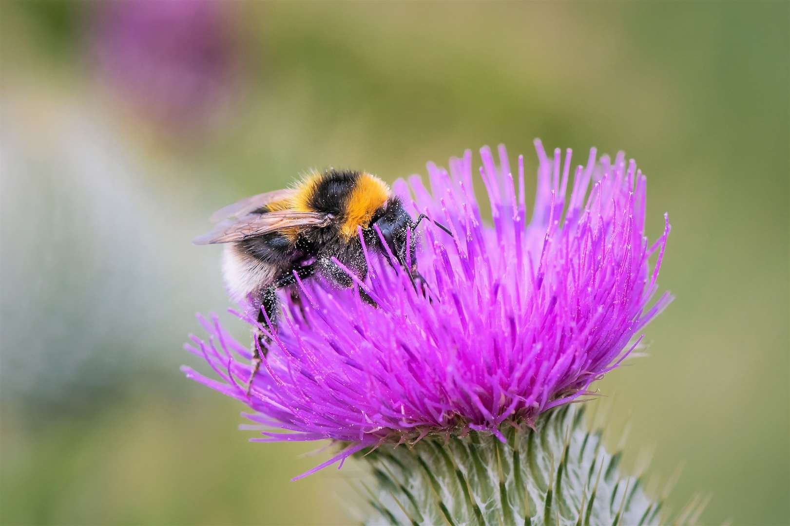 Garden bumblebee. Picture: Pieter Haringsma