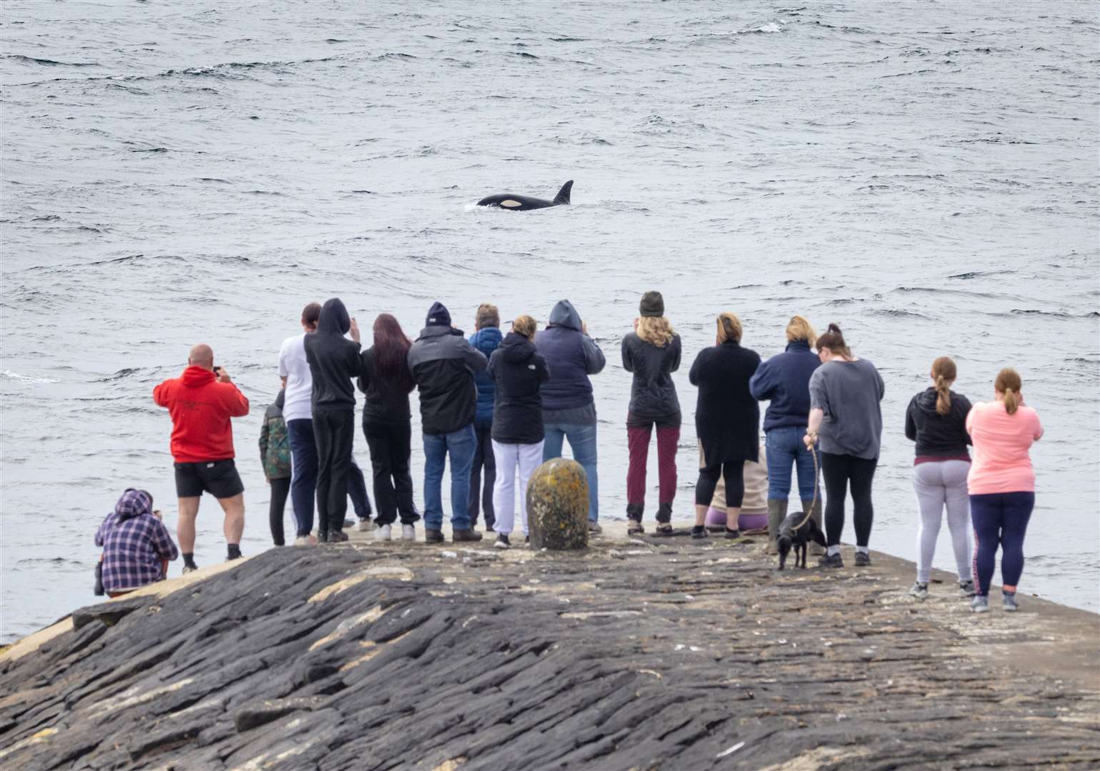 Caithness sea watchers getting a close-up view of an orca in June last year at Skirza. Picture: Karen Munro
