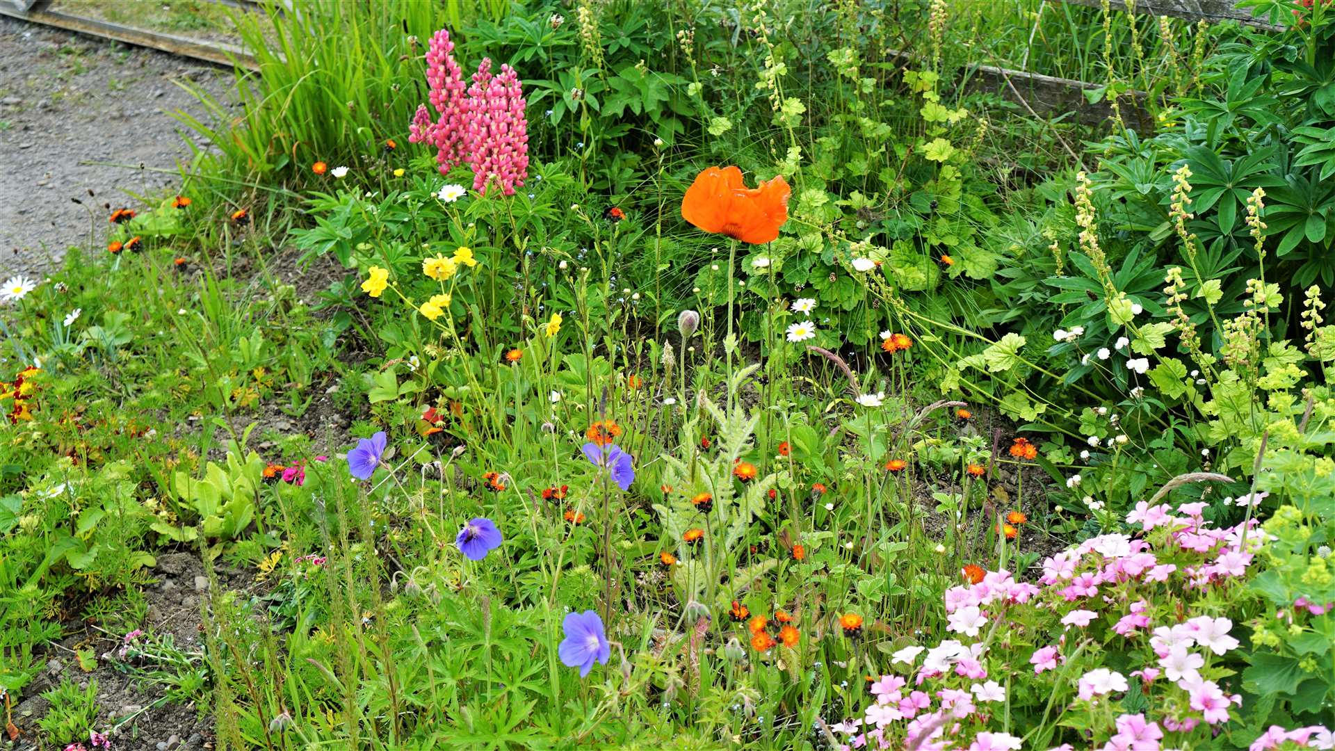 A selection of wildflowers at the former station. Picture: DGS