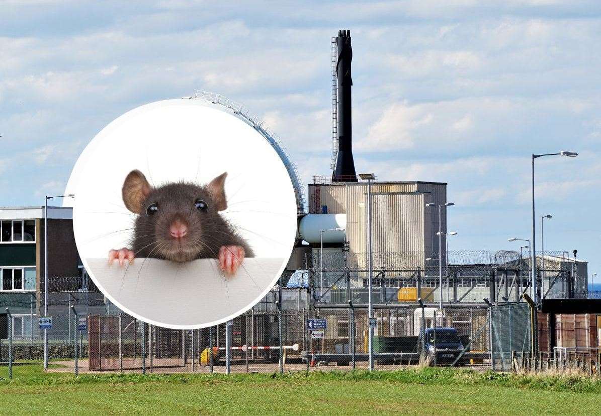 Pest control have been brought in to deal with rats at Dounreay.