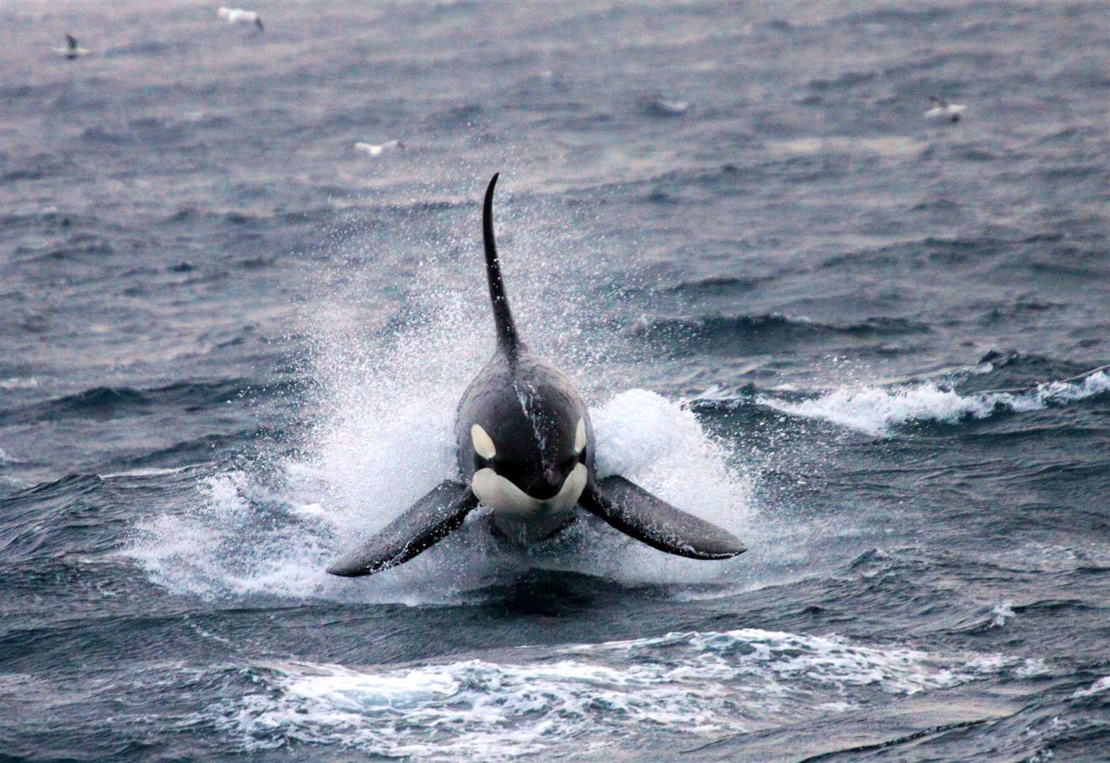 Orca Watch 2021 Invites Viewers To See Killer Whales Around Caithness Coast From The Comfort Of Their Homes