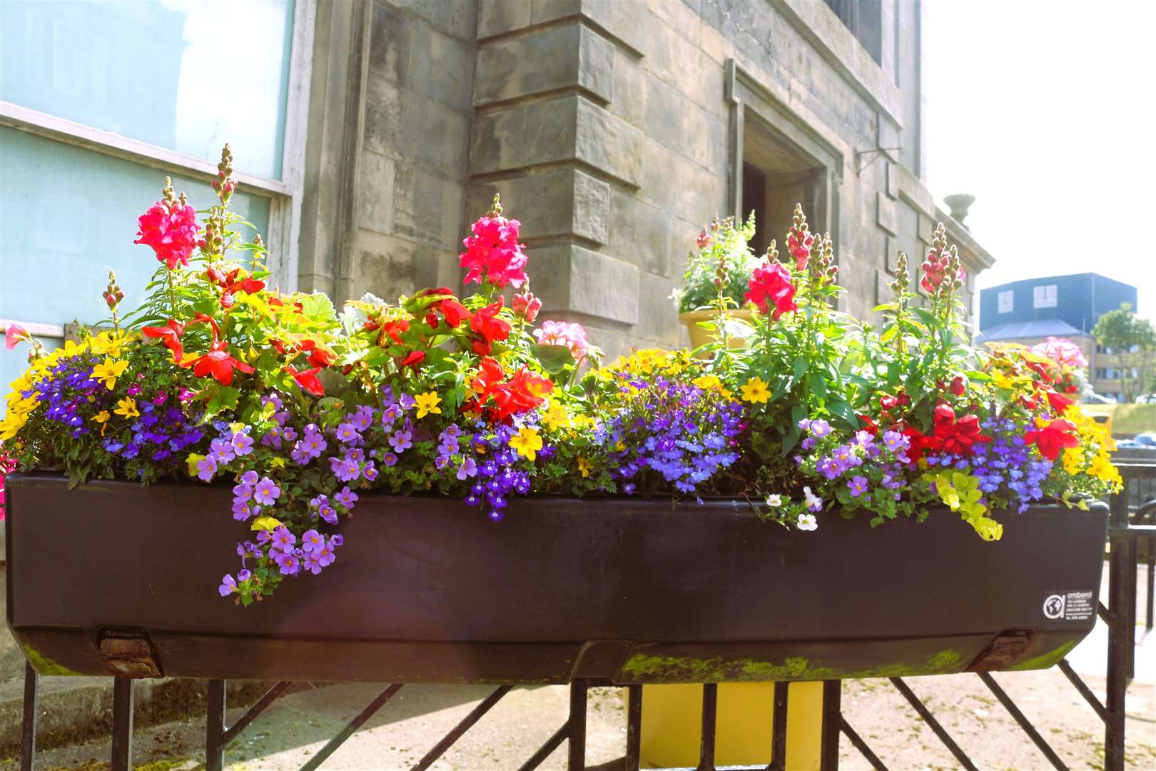 Wick Flowers Group bring colour to the town.