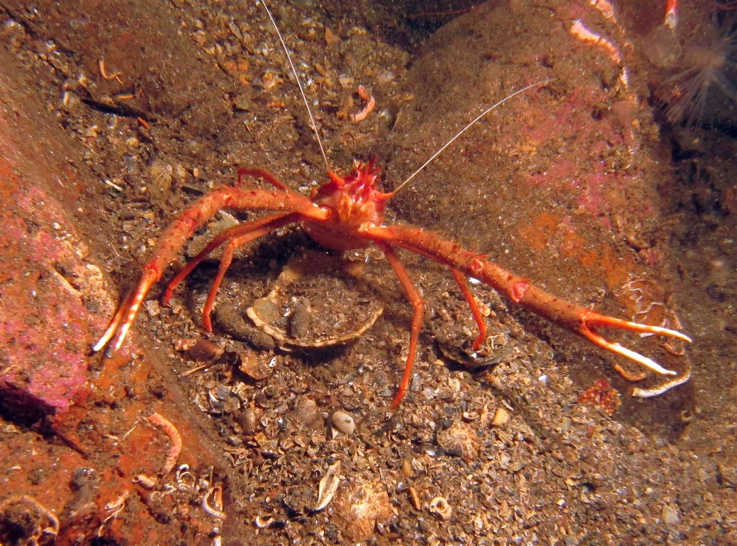 Squat Lobster, Loch Inchard.