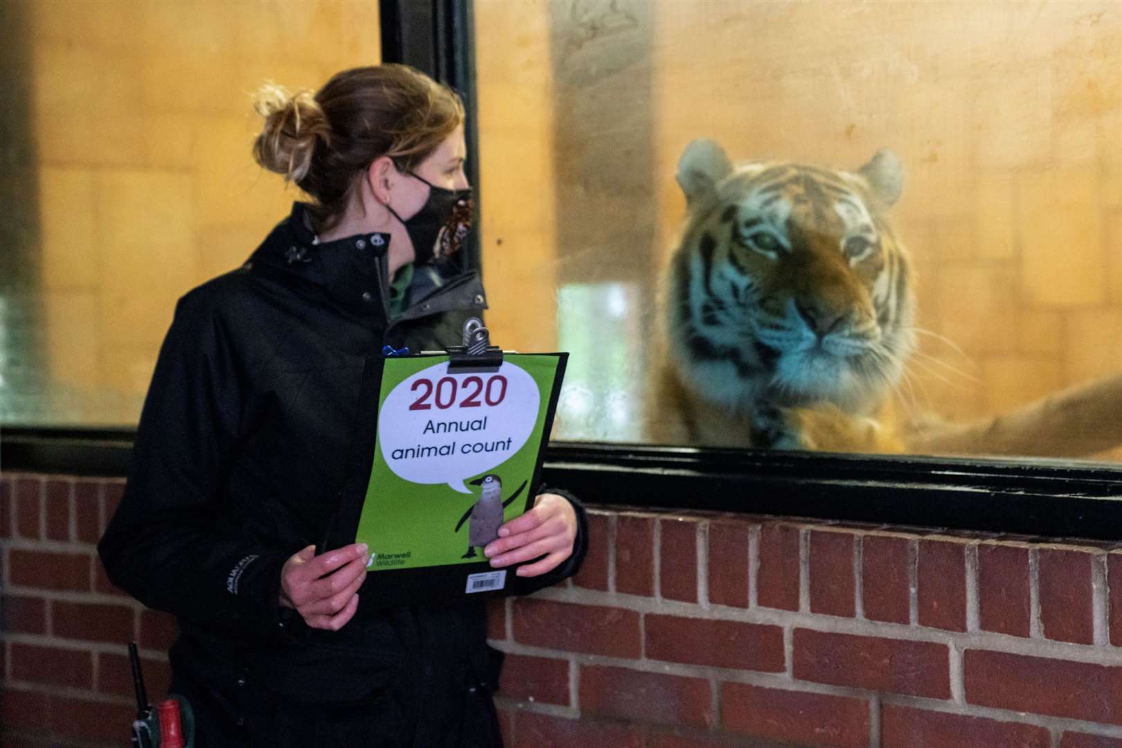 Carnivores team leader Carrie Arnold alongside an amur tiger at Marwell Zoo (Handout/PA)
