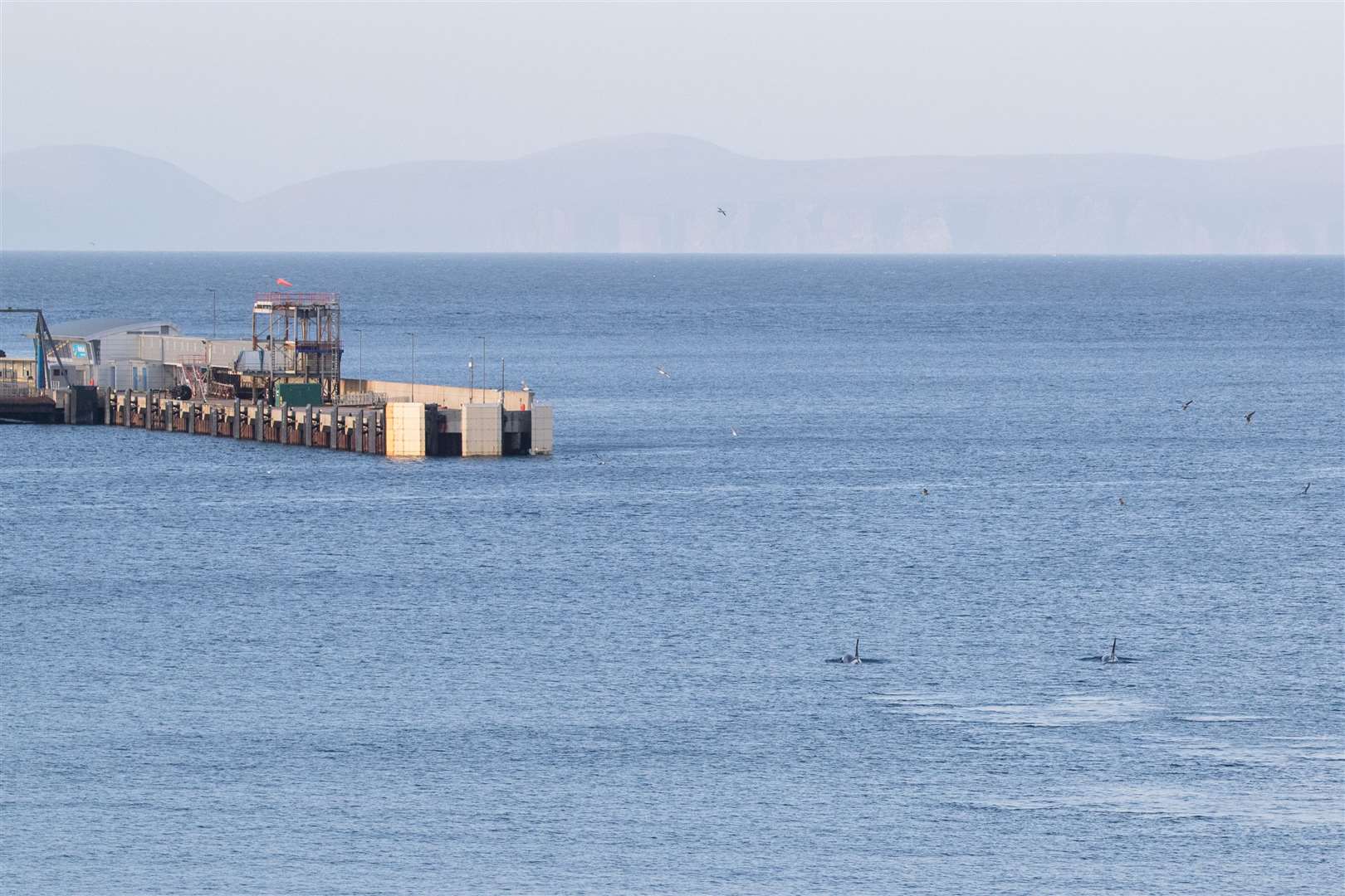 The two males 72 and 34 heading towards the Queen Elizabeth Pier at Scrabster harbour. Picture: Karen Munro