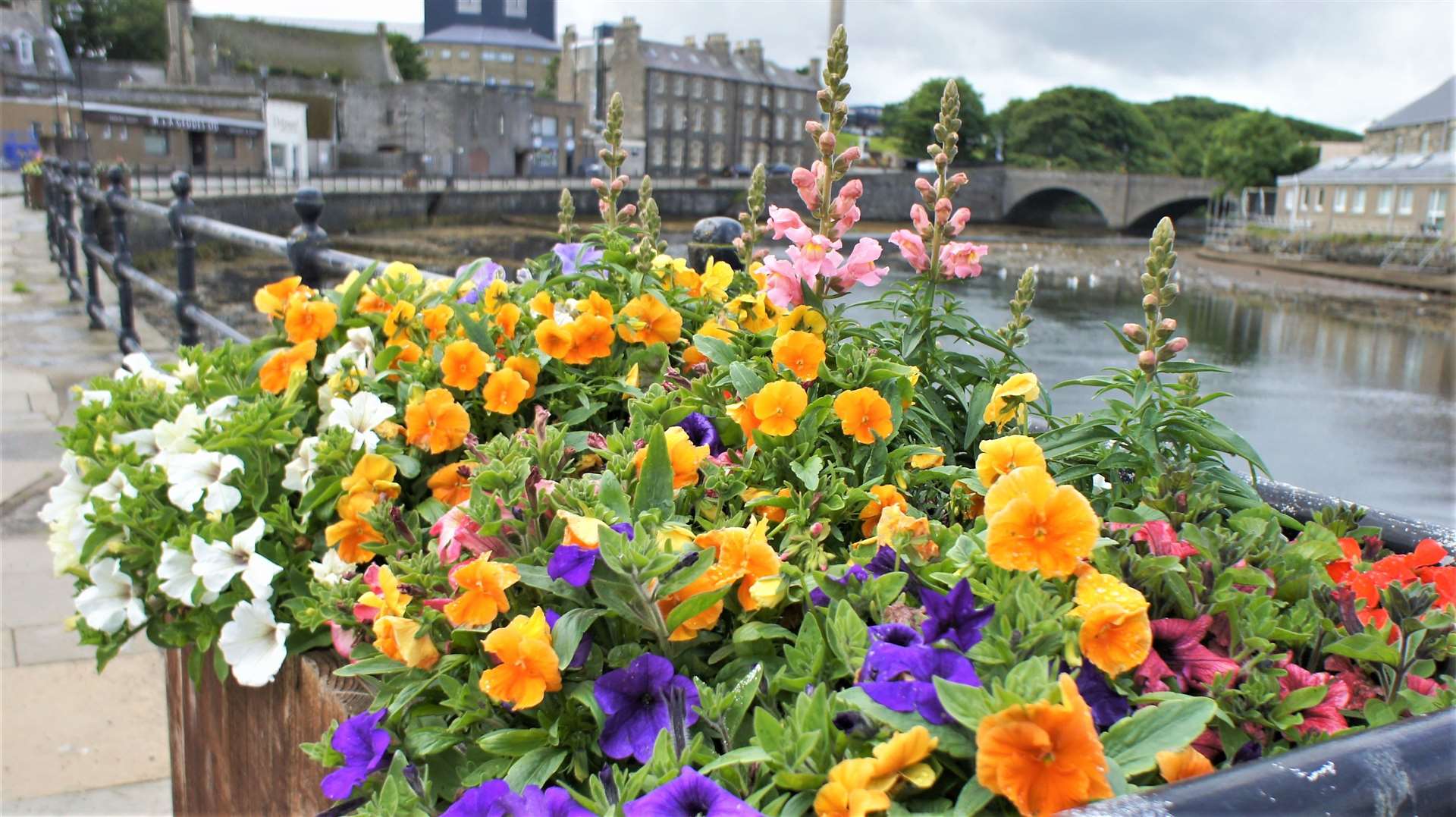 Flowers on River Street in Wick. Picture: DGS