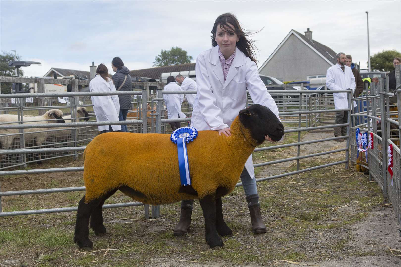 Katie Gunn, Shop Farm, Scotscalder, took the reserve supreme sheep championship with her Suffolk champion, a one crop ewe by Sullom North Star. Fourteen-year-old Katie has 12 ewes in her small Suffolk flock. Picture: Robert MacDonald/Northern Studios