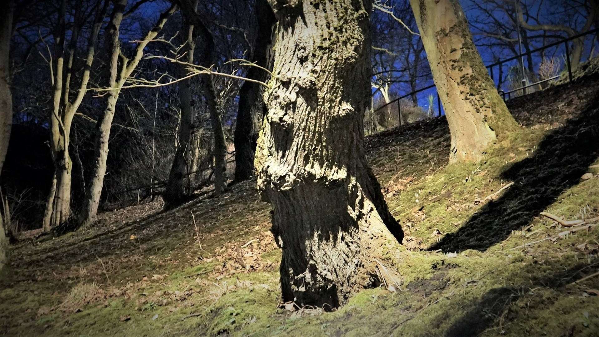 This gnarly old tree on the Academy Braes in Wick looks like a hellish screaming demon when seen in the right light. Picture: DGS