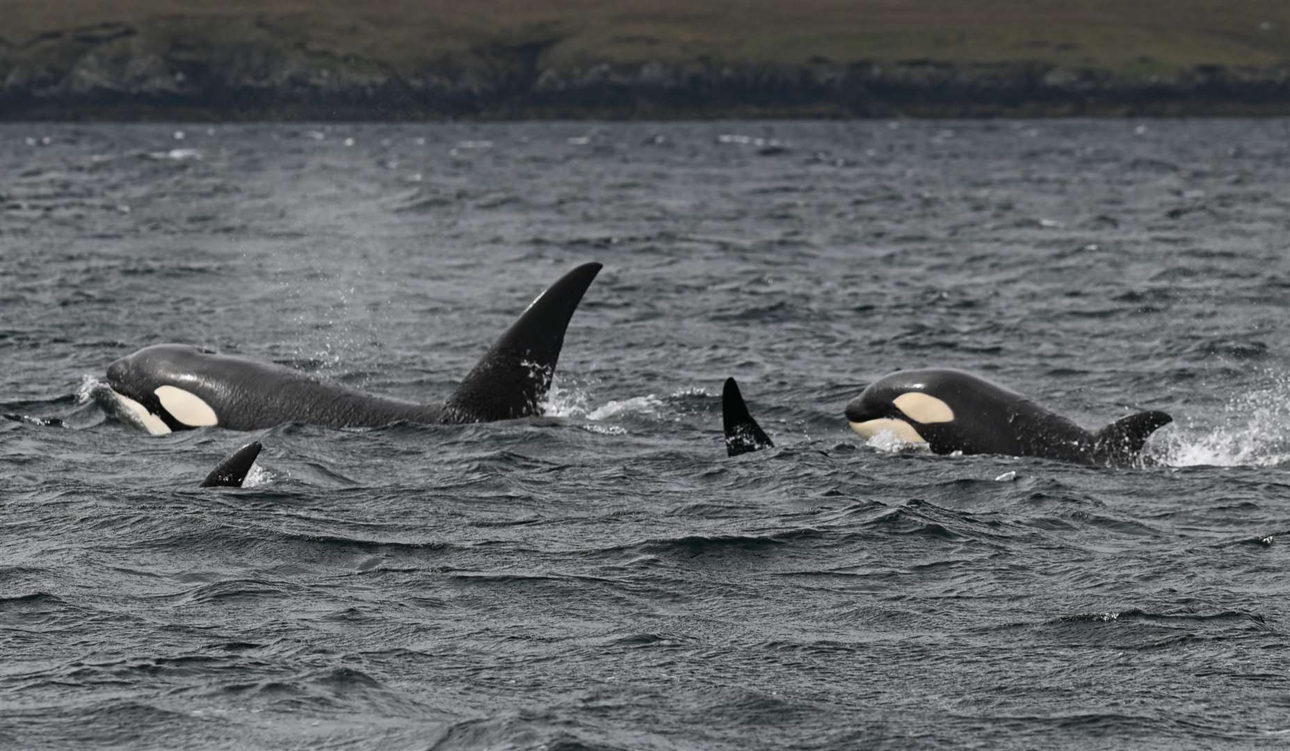 Orcas photographed during the 2021 event.