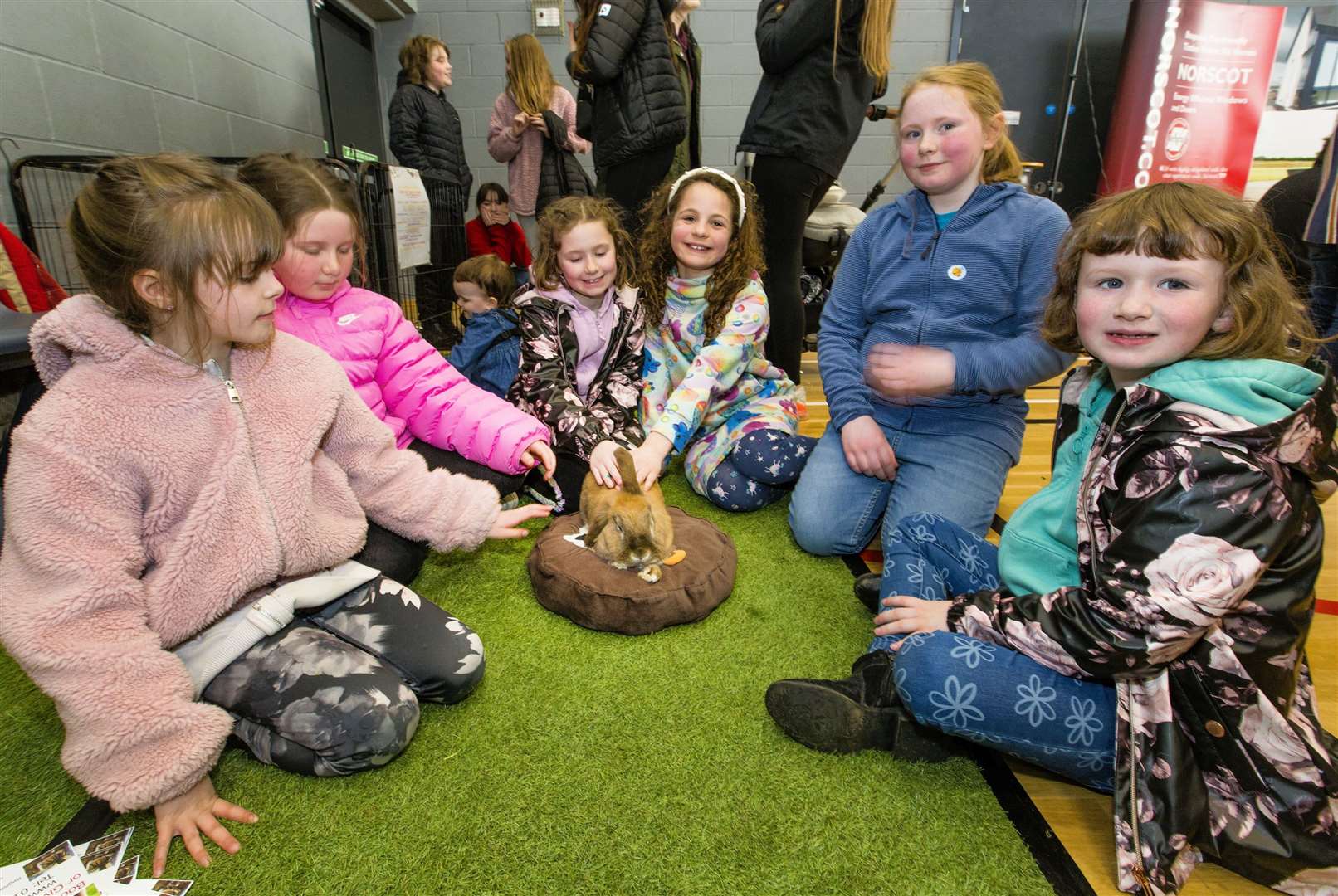 The Caithness Animal Farm Park stand proved very popular with the visitors who were only too happy to pet the animals, including this rabbit.Photo: Robert MacDonald/Northern Studios