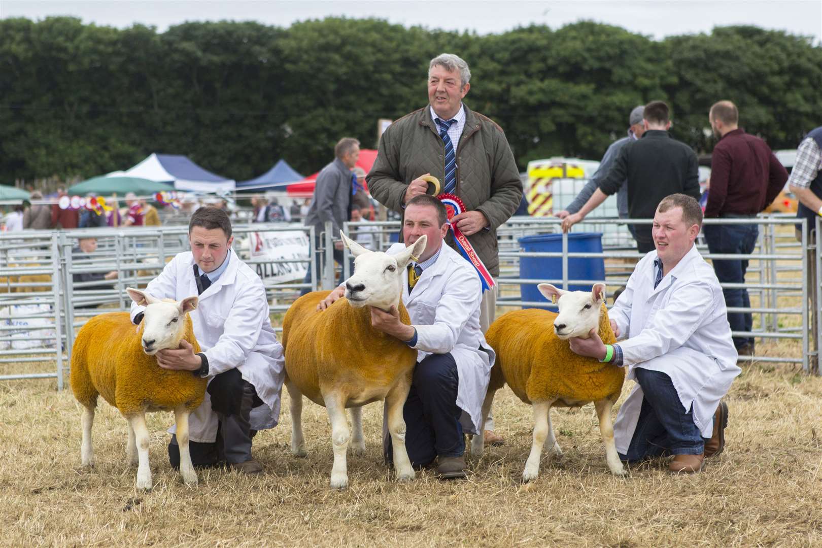 William Barnetson & Sons, Lynegar Farm, Watten, took the supreme sheep championship and the reserve champion of champions award with their commercial sheep champions, a four-crop three-quarters Texel cross half-bred ewe with her twin Texel cross lambs, after an Annan tup. Holding the champions are (from left) William and James Barnetson and Stuart Mackay, while looking on is William Barnetson Snr. Picture: Robert MacDonald / Northern Studios