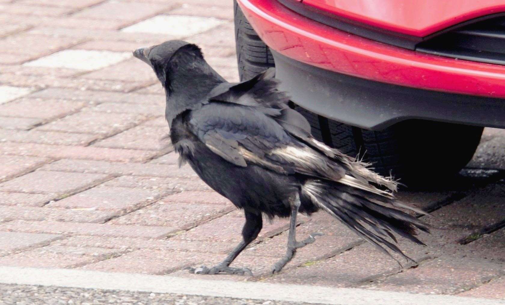 This begraggled looking character has been a regular in the car park of Wick Tesco searching around for a tasty bite. Pictures: DGS