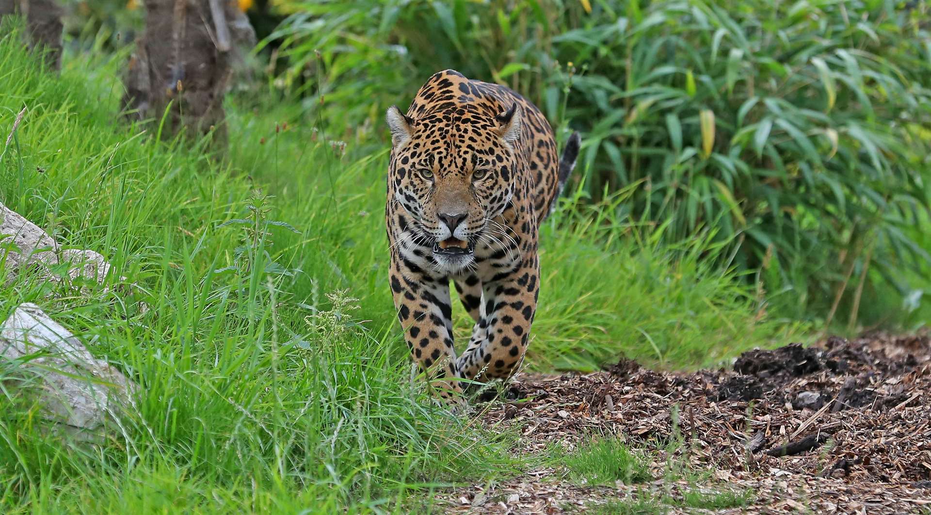 Big cats such as jaguars who live in captivity are vulnerable to age-related conditions such as arthritis (Peter Byrne/PA)