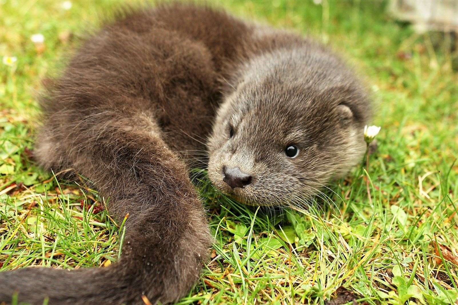 Otters can be seen in Caithness.