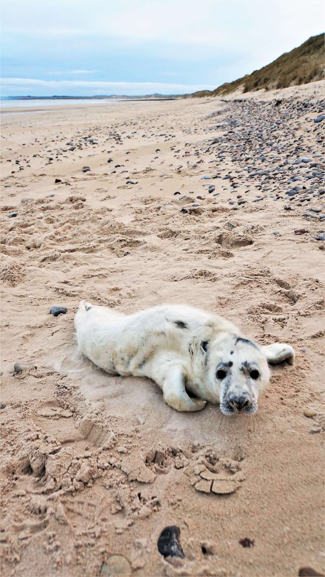 Seal pup abandoned on Keiss beach. Picture: DGS