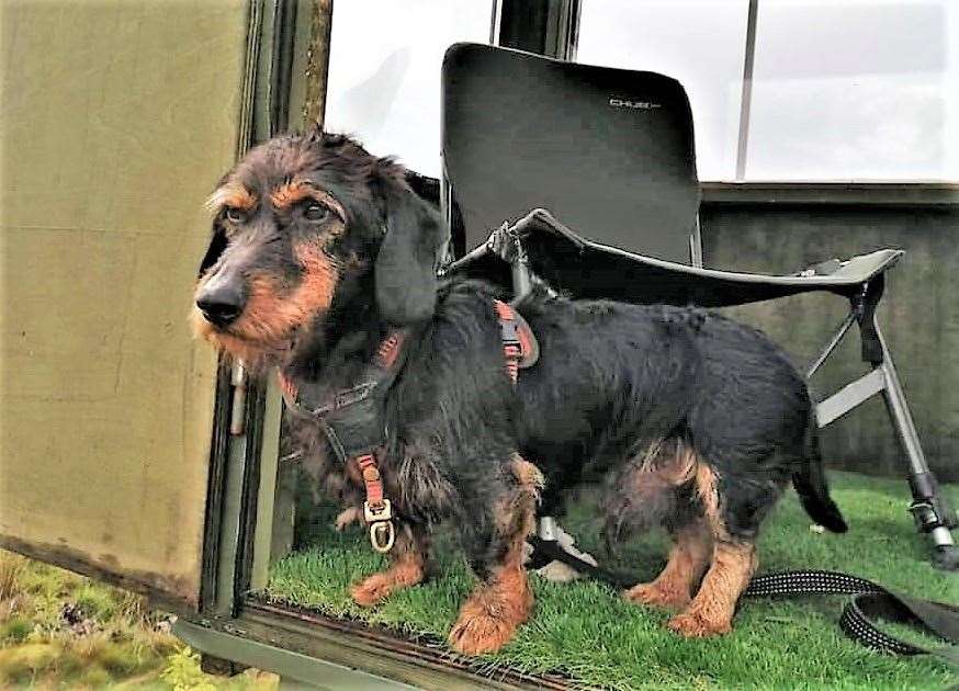 Llew the wirehaired dachshund went into 'survival mode' over the period of time he was lost. Picture: Arwel Thomas