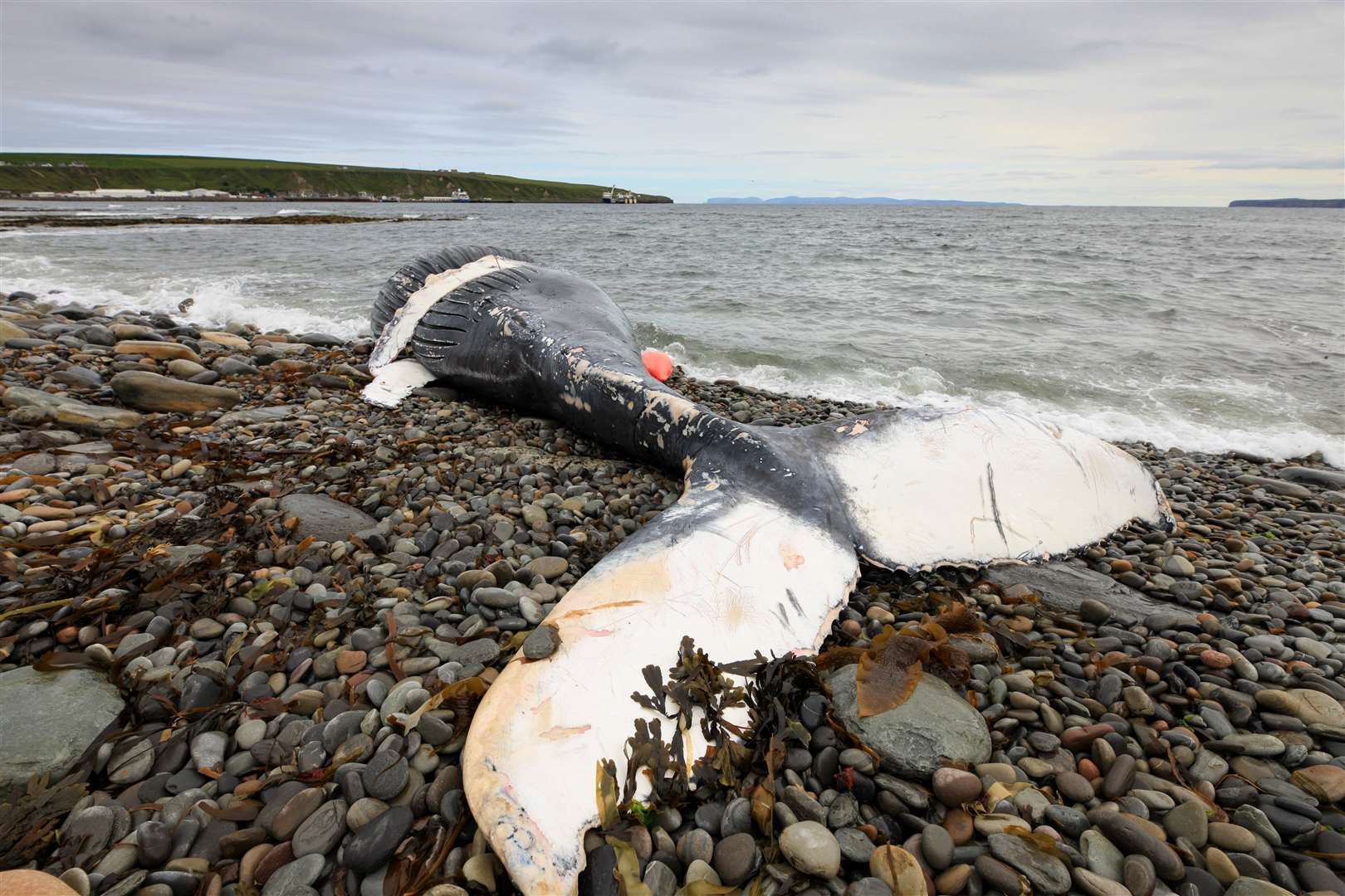 The dead humpback whale on the shore at Scrabster. Picture: Gavin Bird