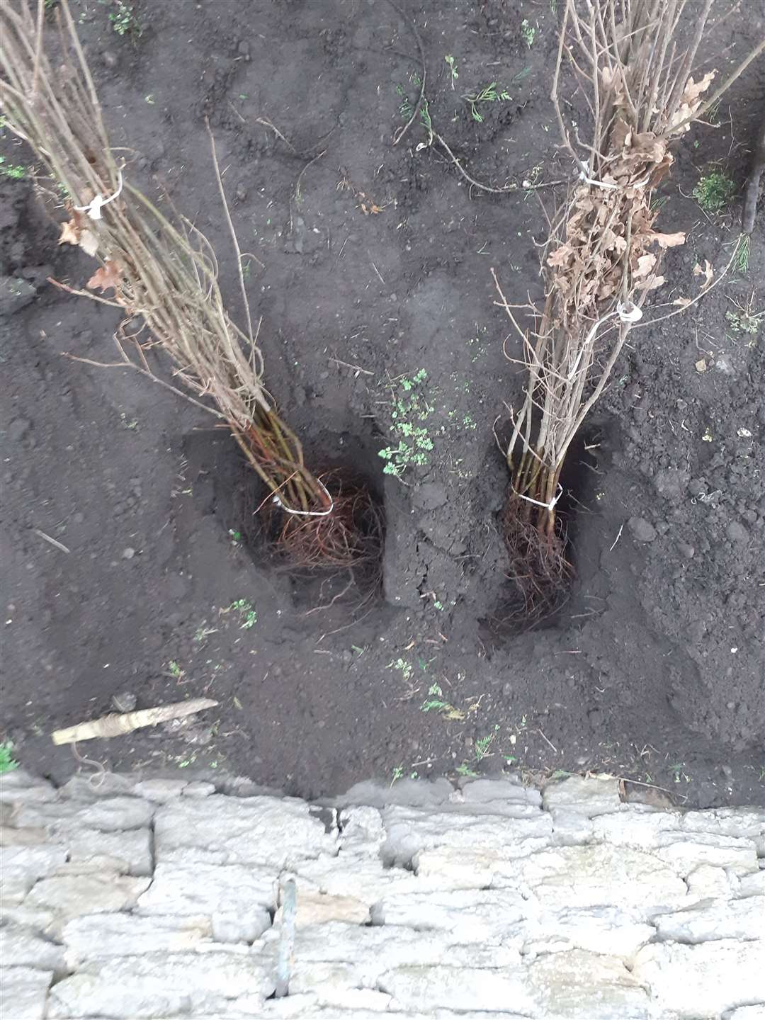 A couple of the bare root oak trees being heeled in.
