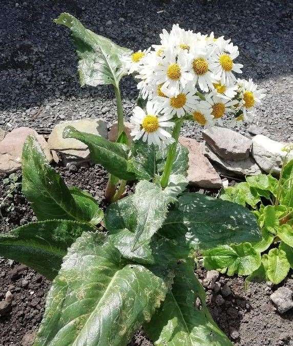 Magellan daisy flower.