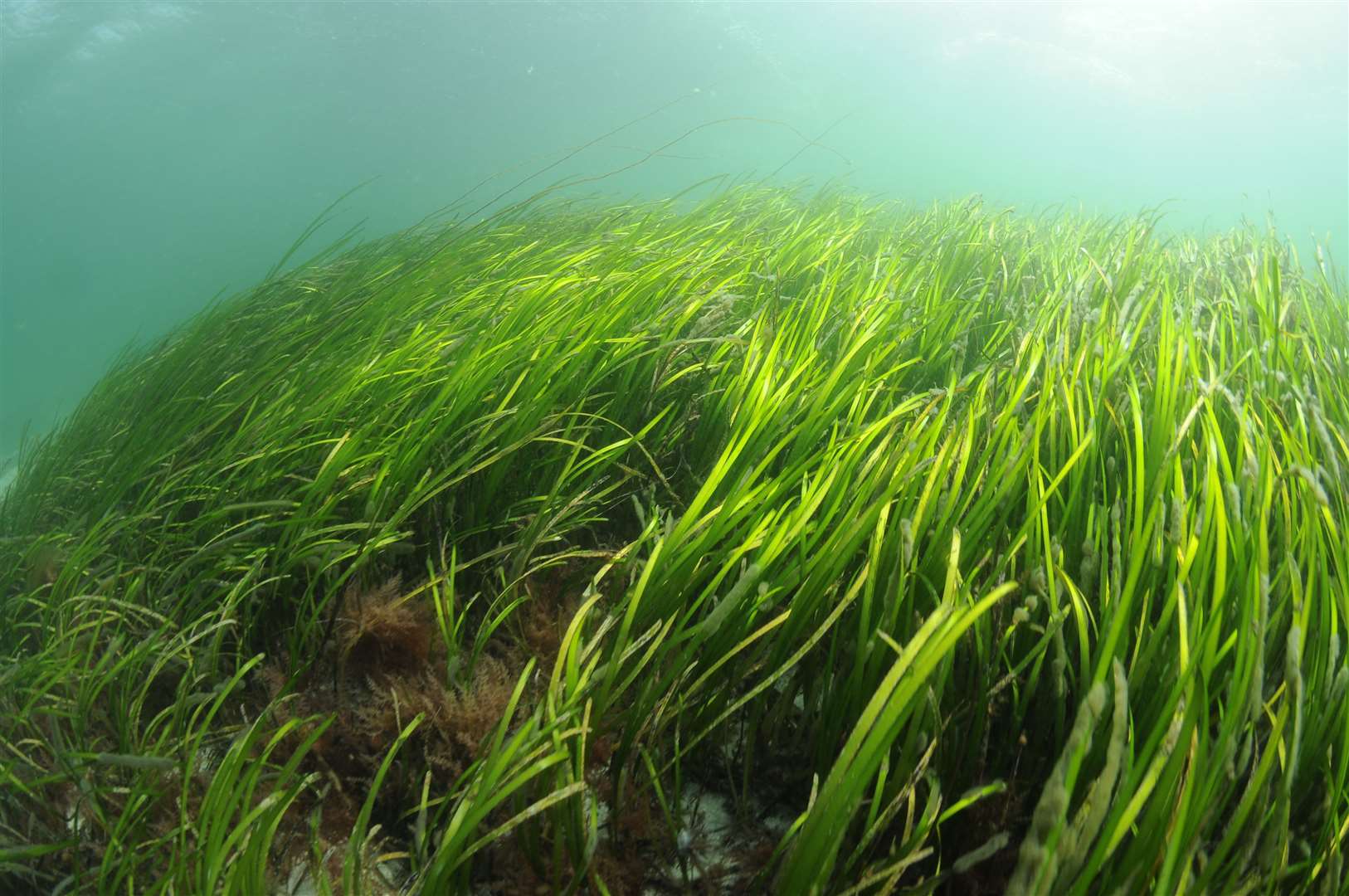 A seagrass meadow. Picture: NatureScot.