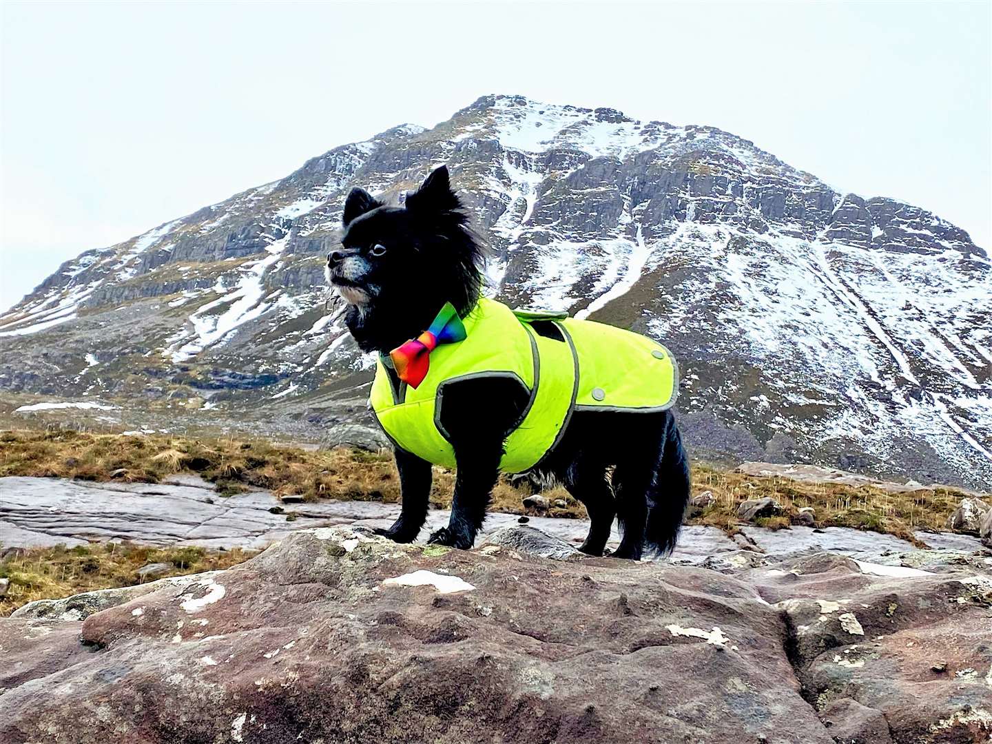 Louis Vuitton the Chihuahua braves the winter cold to climb the Torridon mountain. Pictures: Peter Jenkins
