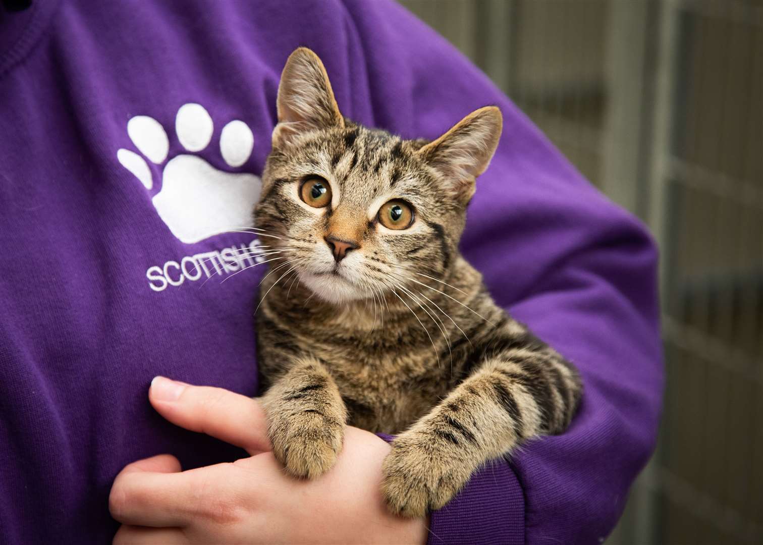 Scottish SPCA have seen a 151 per cent increase in calls from people looking to give up cats over the last four months compared to the same period the previous year.
