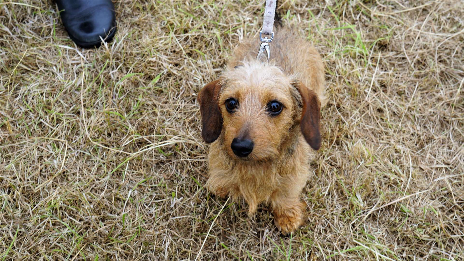 This little dachshund may not have won the terrier race but Minnie still looks a winner. Picture: DGS
