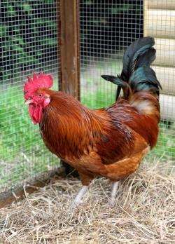 A £100 reward is offered for the safe return of the Cockerel.
