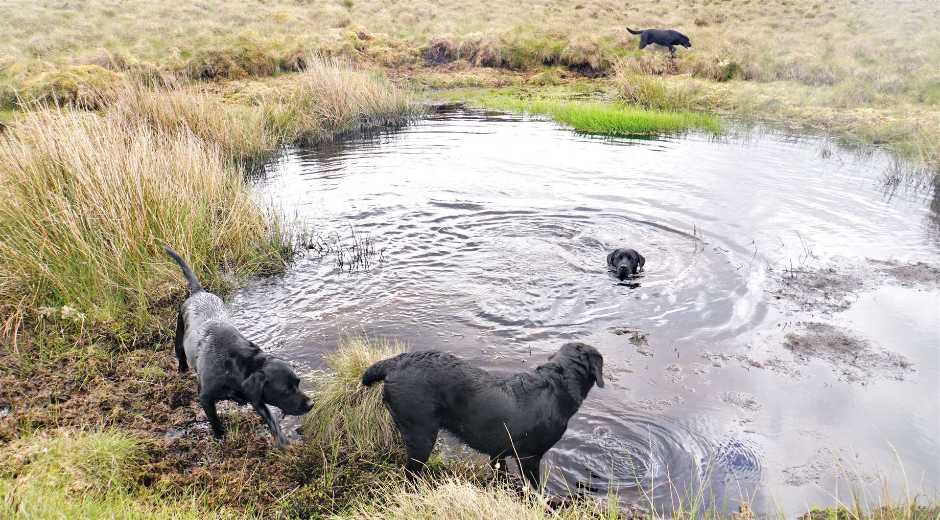 The historic bomb site now makes a nice pond for dogs to cool off in. Pictures: David G Scott