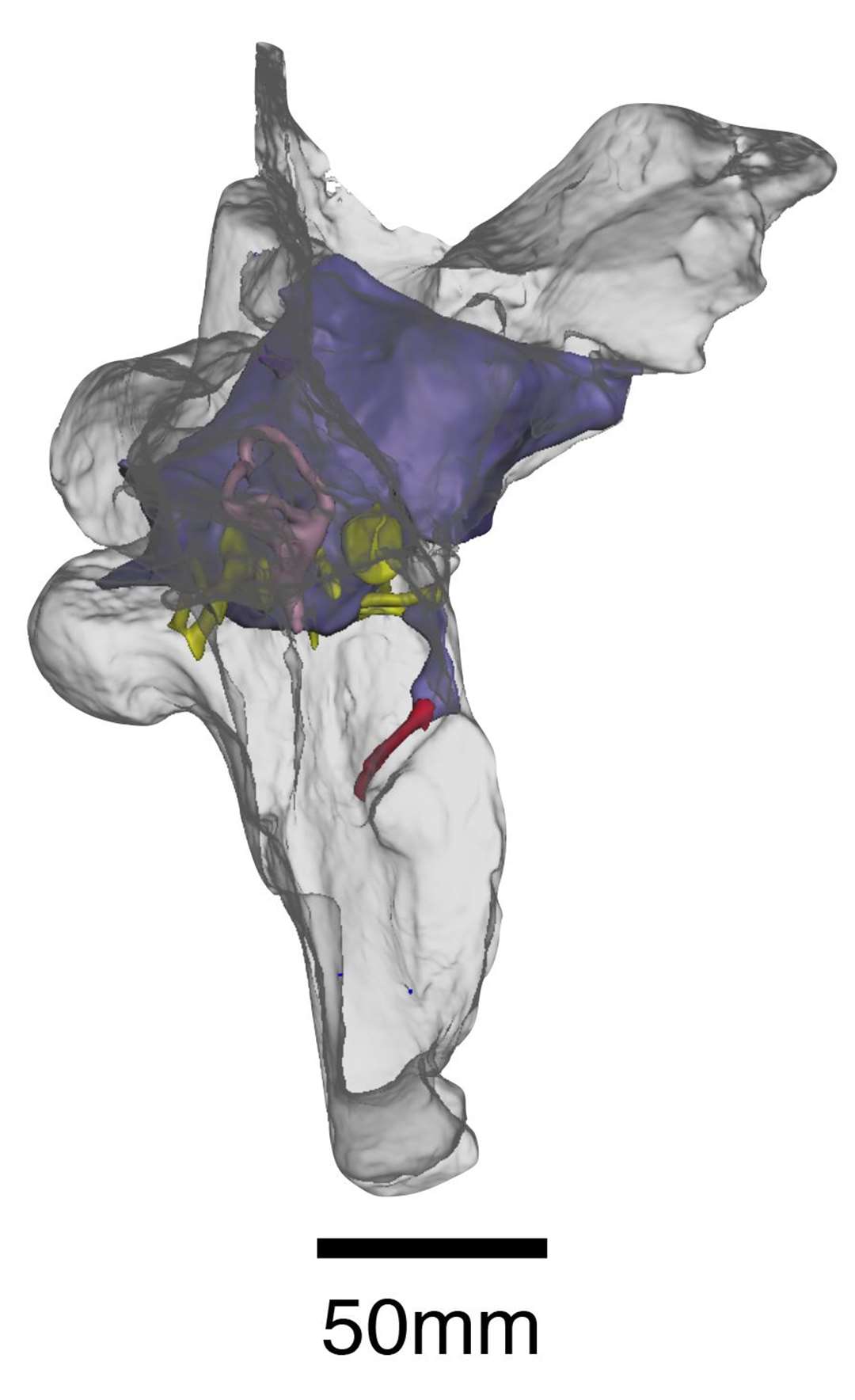 Baryonyx braincase (WitmerLab and Chris Baker/PA)